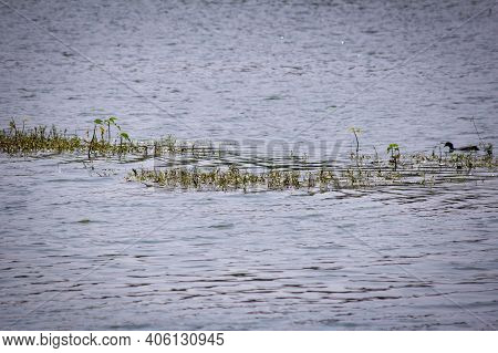 Aquatics Plants In One Of The Lake In Kolar, Karnataka, India