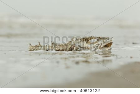 Decomposing Dead Fish Carcass