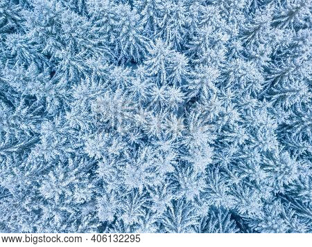Aerial Top Down View Of Beautiful Winter Forest Treetops. Spruce Frosty Trees Covered With Snow. Win