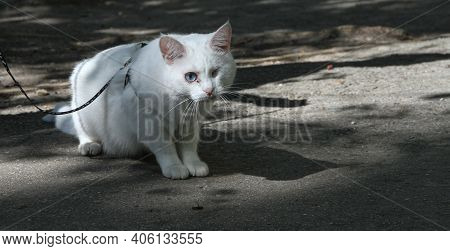 White Cat With One Eye On The Walk