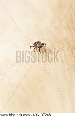Parasitic Mite. Dangerous Biting Insect On Background Of Dog Or Cat Fur. Blur Foreground
