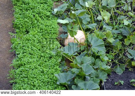 Ridges With Vegetables In The Garden. Pumpkins Growing In The Beds. Agriculture. Growing Vegetables 