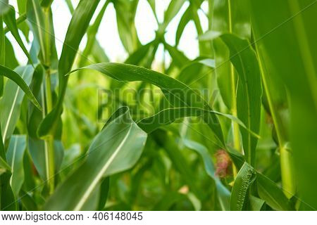 Corn Agricultural Field Close Up Summer Harves Season Summer Vegetables Growing
