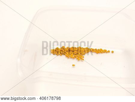Organic Eggplant Or Aubergine Seeds In Plastic Container Isolated On White Background