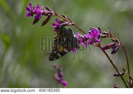 Butterfly Vanessa Cardui, Sitting On A Wildflower Viscaria Vulgaris. Pink Meadow Flower, Beautiful B