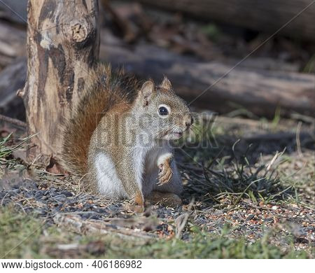 A Beautiful American Red Squirrel On Alert In A Forest.