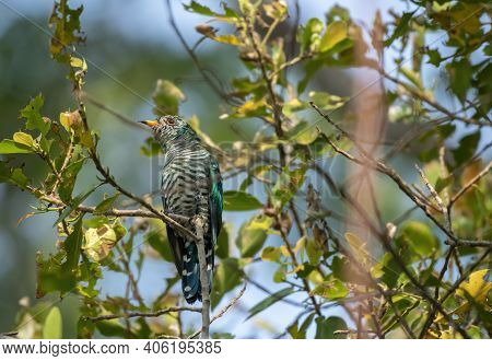 Male Asian Emerald Cuckoo Perching On The Branch , Thailand