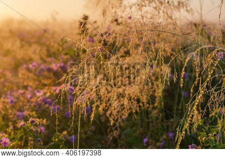 Meadow In The Morning With Dew Drops
