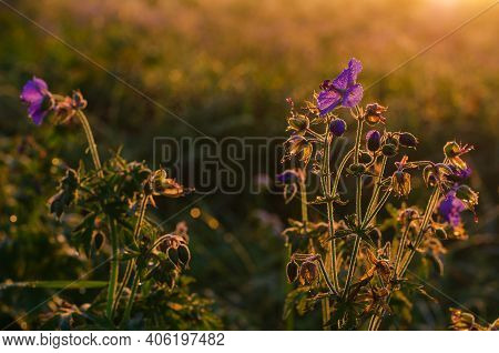 Meadow In The Morning With Dew Drops