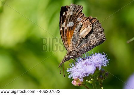 An American Snout Butterfly Feeding Froma Wildflower In The Lrgv.