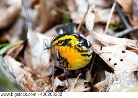 A Blackburnuan Warbler Looking For Food During The Spring Migration In Wisconsin.