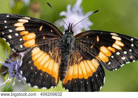 A Bordered Patch Butterfly Feeding From A Wildflower At The National Butterfly Center.