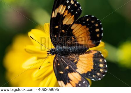 A Bordered Patch Butterfly Feeding From A Wildflower At The National Butterfly Center.