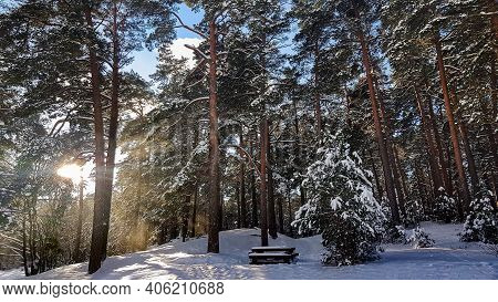 The Sun's Rays Make Their Way Through The Snowy Forest In Riga, Latvia