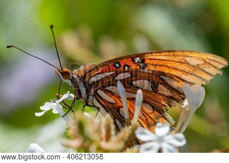 A Battered And Worn Gulf Fritillary Feeding From A Wildflower At The National Butterfly Center.
