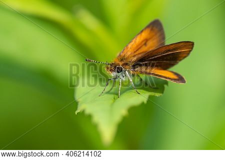 A Least Skipper Butterfly Perched On A Leaf In The Summer In Wisconsin.