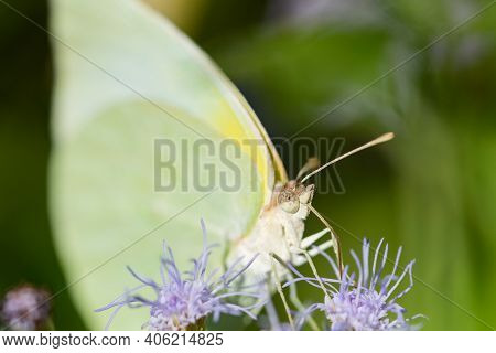A Lyside Sulphur Butterfly Feeding From A Wildflower At The National Butterfly Center.