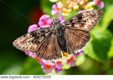 A Mournful Duskywing Butterfly Feeding From A Wildflower In The Lrgv.