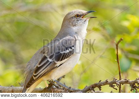 A Northern Mockingbird Perched In A Tree In The Lrgv.