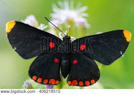 A Red-bordered Pixie Butterfly Feeding From A Wildflower In The Lrgv.