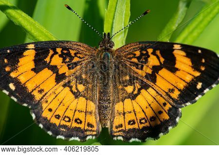 A Silvery Cherckerspot Butterfly Perched On A Plant In The Summer In Wisconsin.