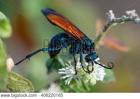 A Tarantula-hawk Wasp Feeding From A Wildflower In The Lrgv.