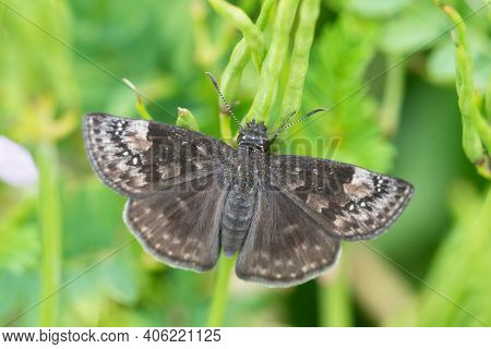 A Wild Indigo Duskywing Butterfly In Wisconsin In Summer.