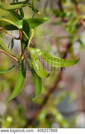 Dragons Claw Willow - Latin Name - Salix Matsudana Tortuosa