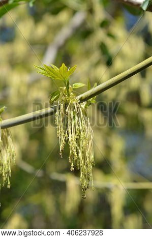 Boxelder Maple Flower - Latin Name - Acer Negundo
