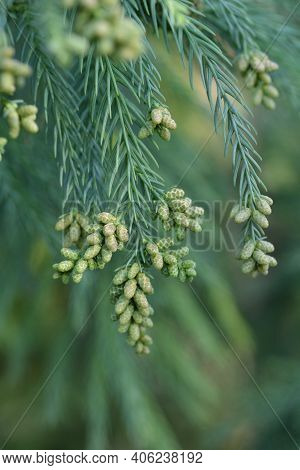 Japanese Cedar Branches - Latin Name - Cryptomeria Japonica