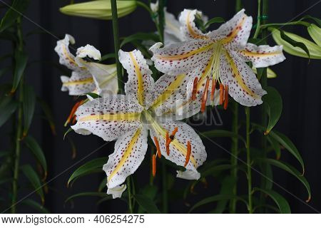 Golden-banded Lily (lilium Auratum) Is A Japanese Lily That Blooms With A Strong Fragrance In Summer
