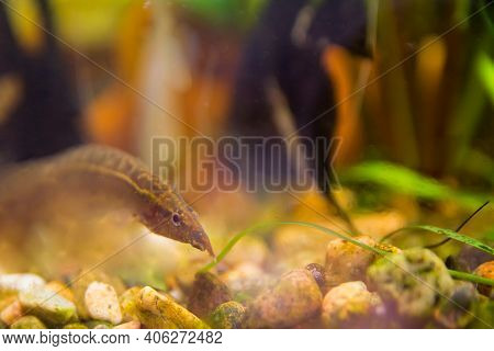 Macrognathus Is A Genus Of Eel-like Fish From The Family Mastacembelidae.