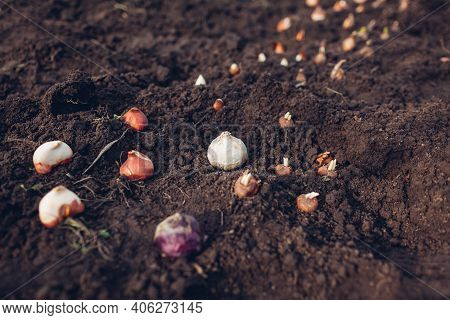 Spring Bulbs Planting. Tulip, Narcissus, Crocus, Hyacinth Bulbs Ready To Put In Soil. Spring Gardeni