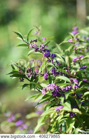 Callicarpa Dichotoma Berries In Autumn  / Lamiaceae Deciduous Tree