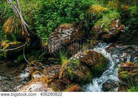 Scenic Landscape To Beautiful Greenery And Plant Roots On Mossy Boulders Near Small River. Rich Vege