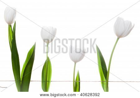 Bílé tulipány rodina