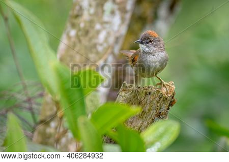 Bird Perched On A Dead Tree Behind Some Leaves