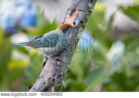 Small Near Endemic Bird From Colombia Perched On A Dead Tree Trunk