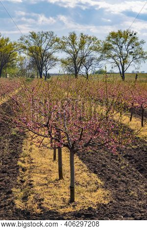 Blooming peach orchard near Valtice, Southern Morava, Czech Republic