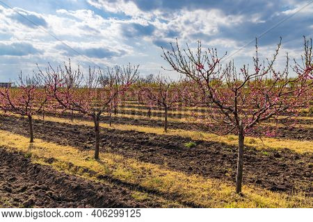 Blooming peach orchard near Valtice, Southern Morava, Czech Republic