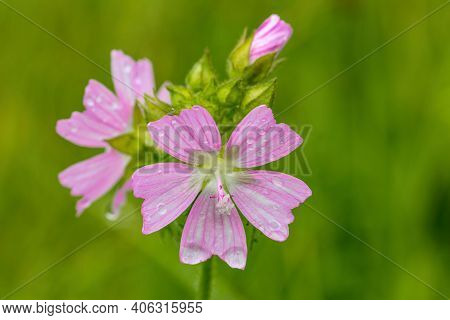 Blooming Wild Pink Flower Musk Mallow (malva Alcea, Cut-leaved Mallow, Vervain Mallow Or Hollyhock M