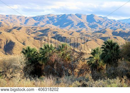 Riparian Woodland With California Fan Palm Trees On A Creekbed At A Natural Oasis Surrounded By Barr