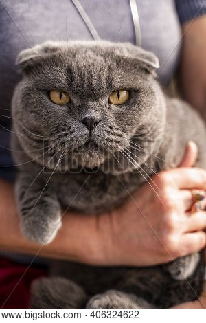 A Noble, Serious Cat Lies In His Arms. The Scottish Fold Is A Short-eared Scottish Fold Cat With Blu