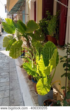 Small Street With Sea Background And Green Plant. Dreamy With Little Balconys