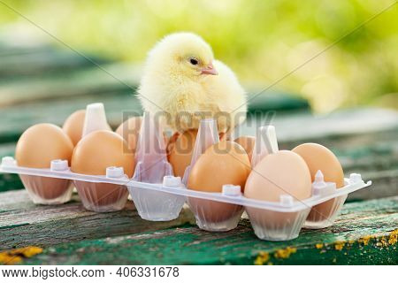 Little Chickens And Eggs On The Wooden Table. Green Bsckground.
