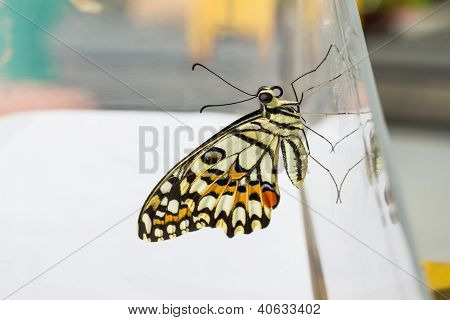 Mariposa de cal (papilio Demoleus Malayanus)