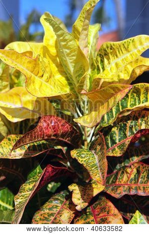 Trädgårds-växten - Croton. Codiaeum Variegatum.