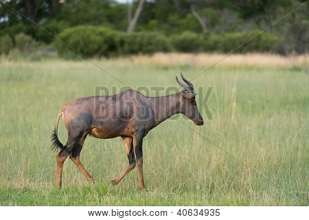 Un tsessebe (antilope) dans un champ
