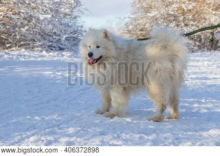 Samoyed - Samoyed Beautiful Breed Siberian White Dog. Samoyed Has His Tongue Out. The Dog Is Fastene