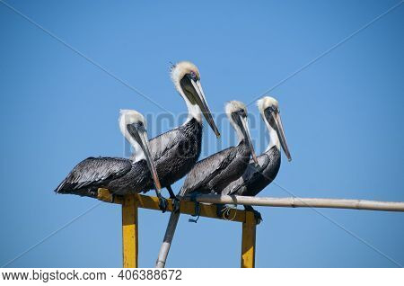 Close-up Of A Group Of Gray Pelicans Resting Balanced On A Wooden Pole Of A Boat In Mexico. In The B